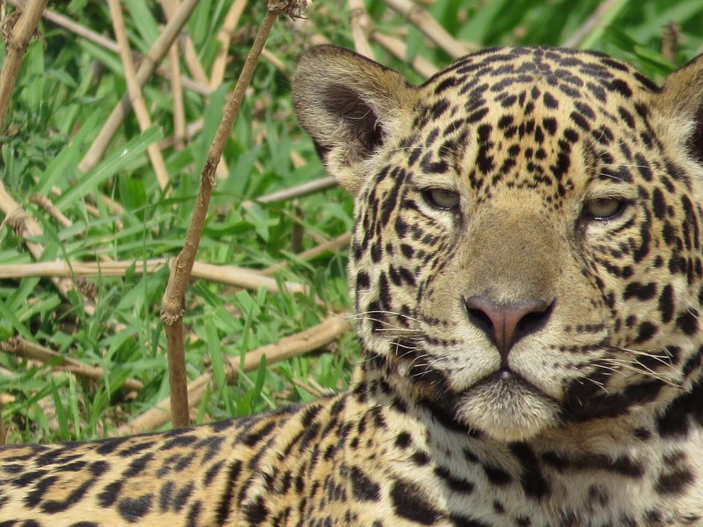 Pousada Reserva Ecologica Jaguar Pocone Exterior photo